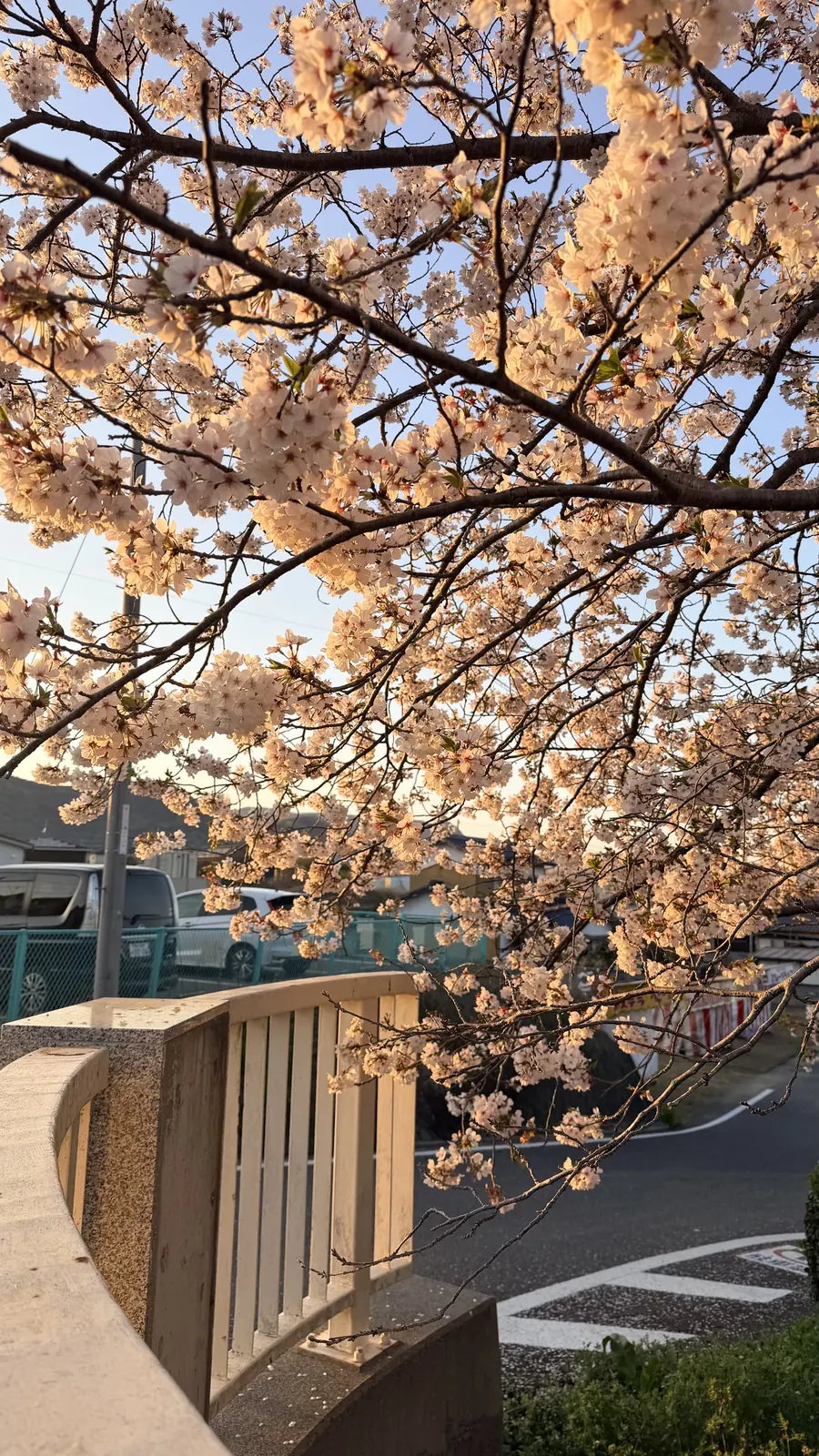 Cerisiers en fleurs au printemps